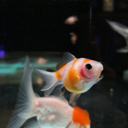 Pearlscale Goldfish