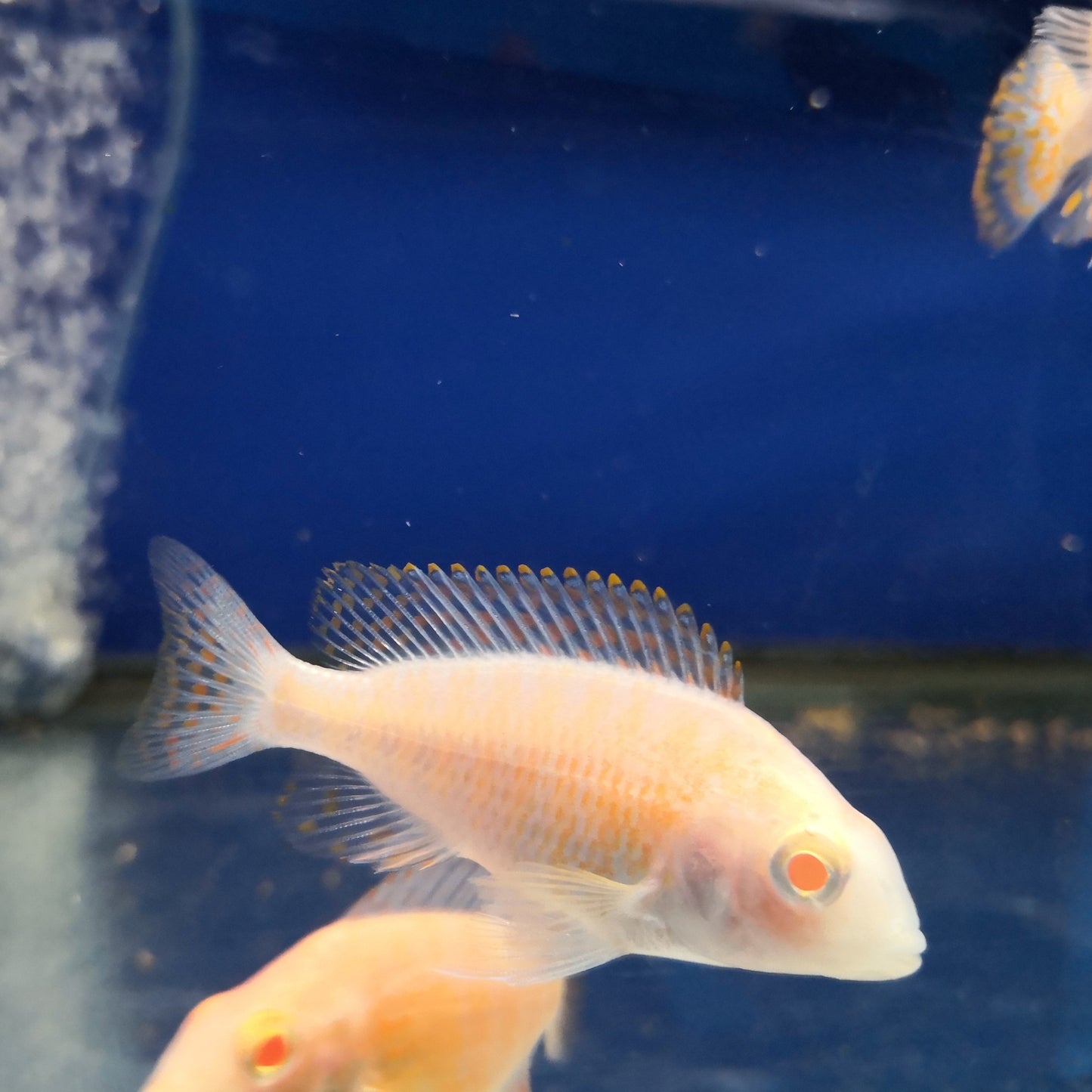 Albino dragon blood Peacock Cichlid (male)