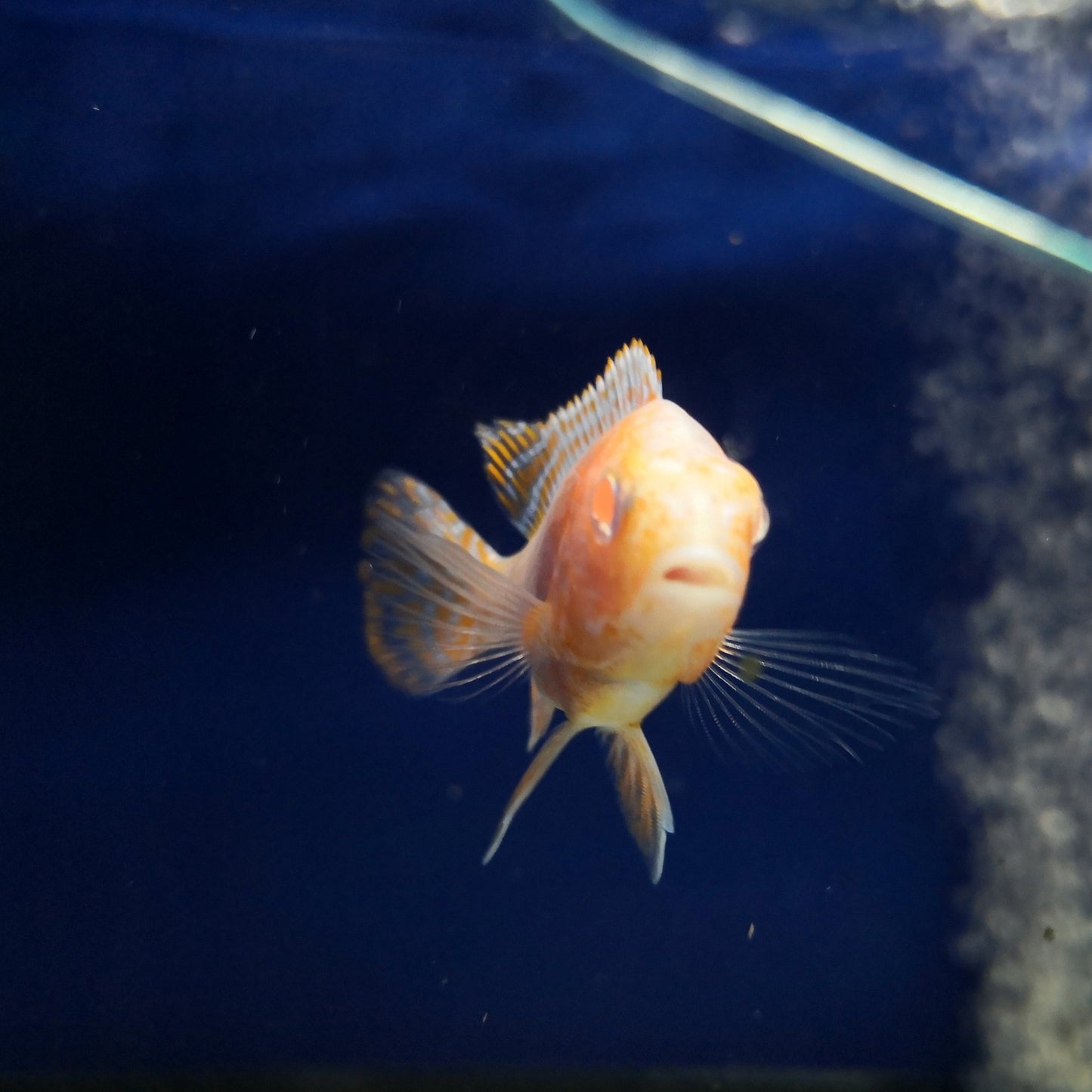 Albino dragon blood Peacock Cichlid (male)
