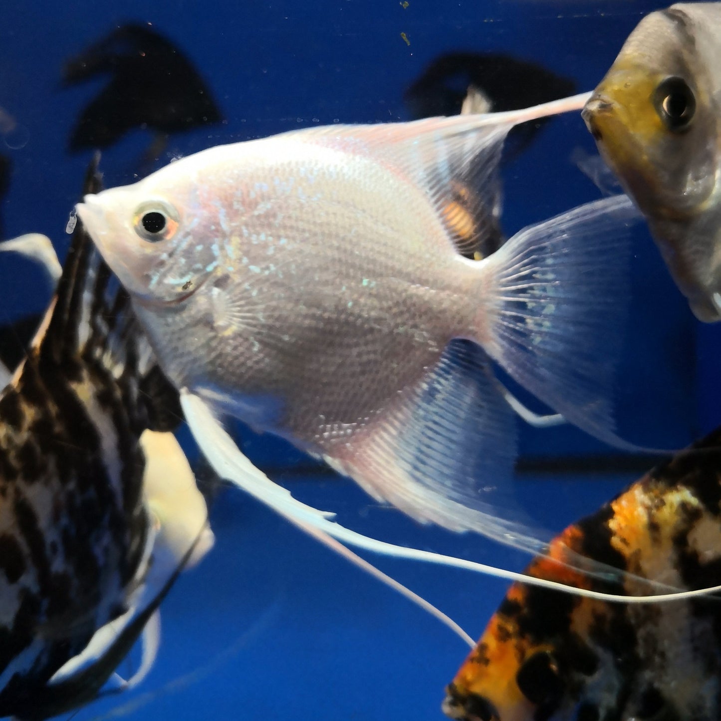 Platinum Angelfish
