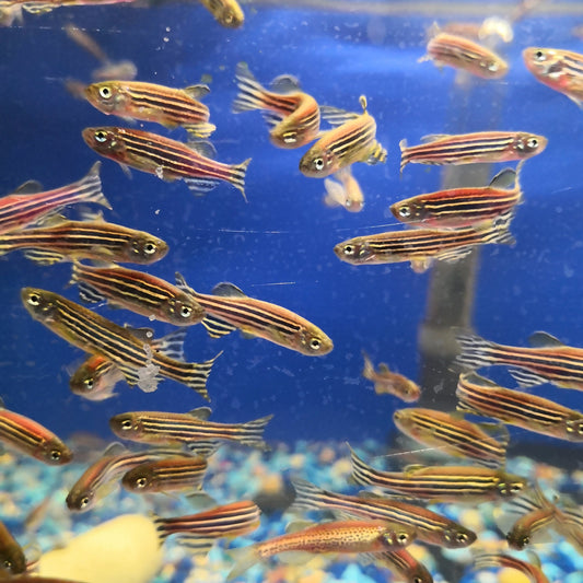 Red Danio (Set of 3)