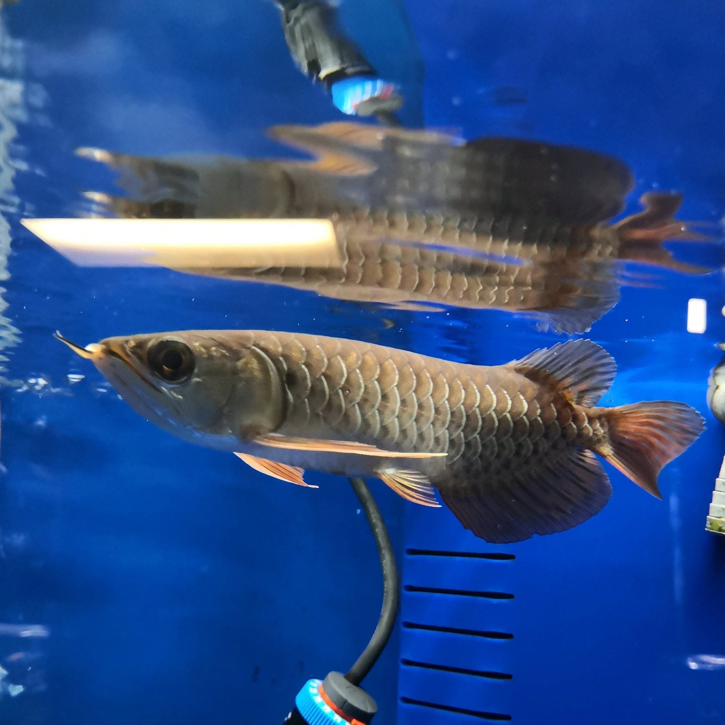 RTG Arowana