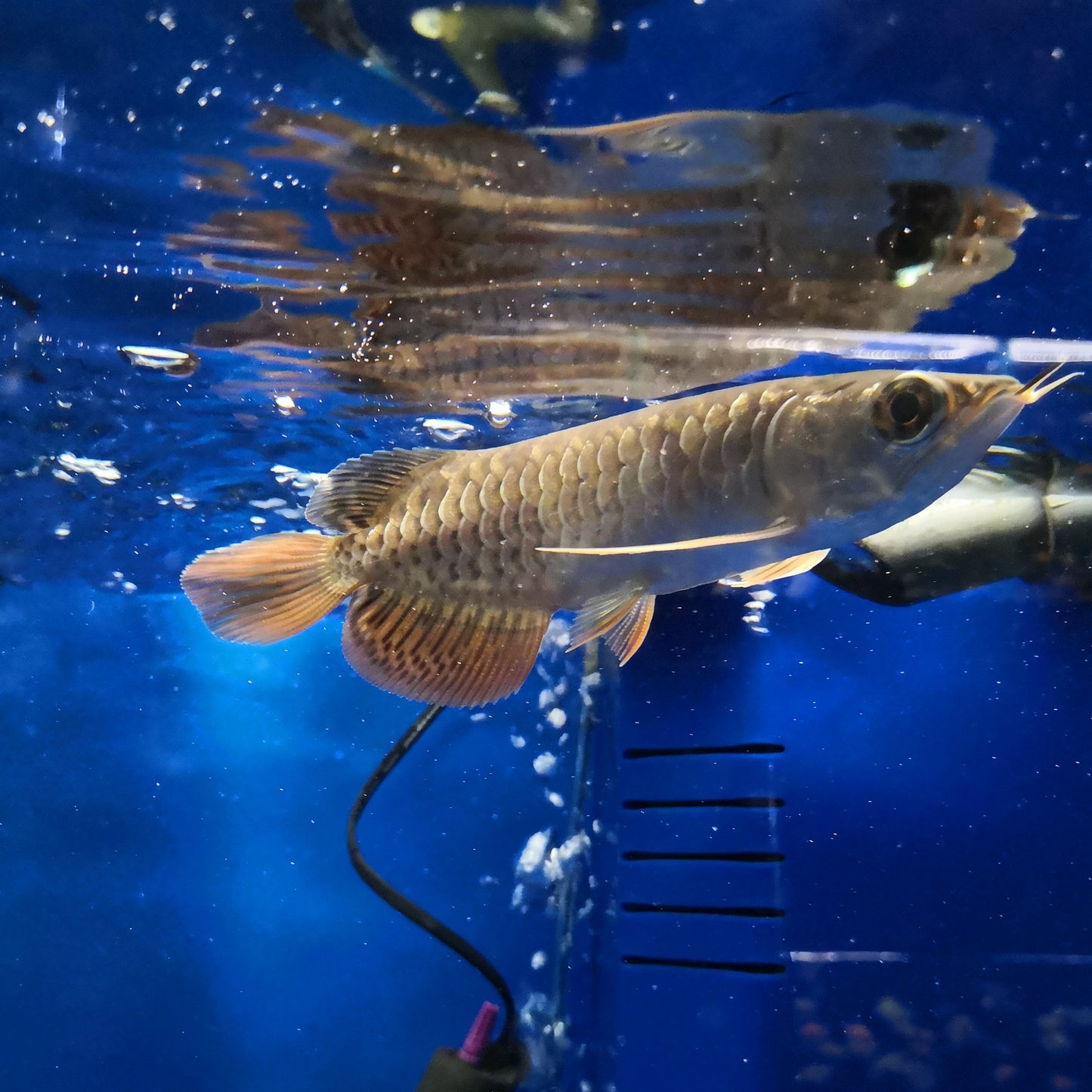 Red Tail Golden Arowana