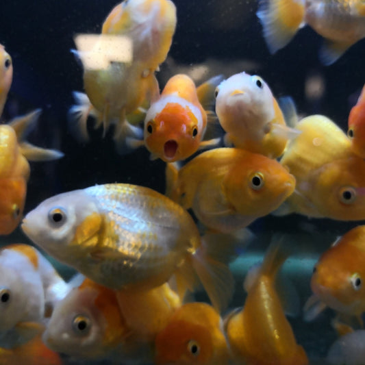 Red White Ranchu / Black Ranchu Goldfish 5cm