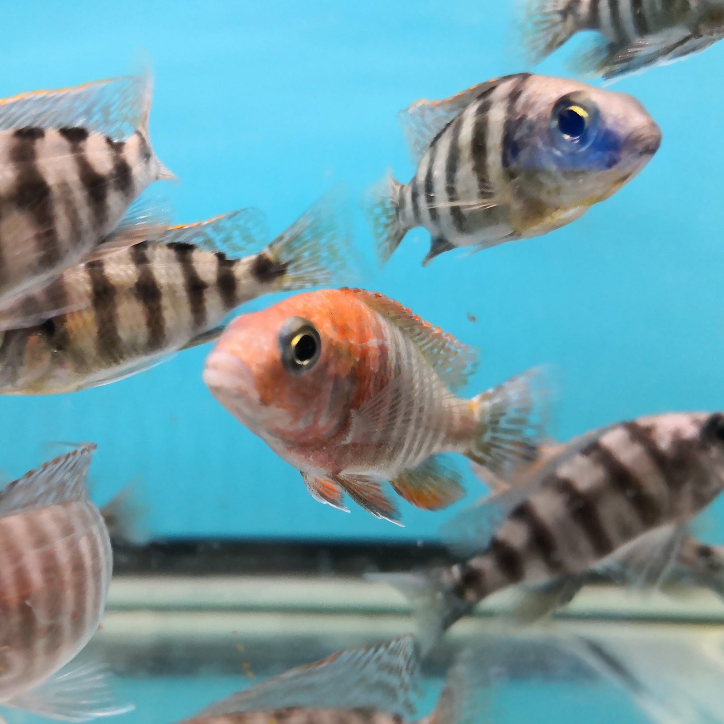 Red Peacock Cichlid
