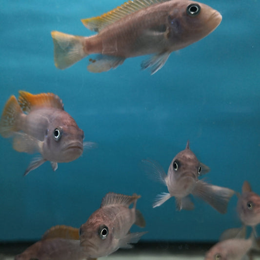 Red Top Zebra Cichlid