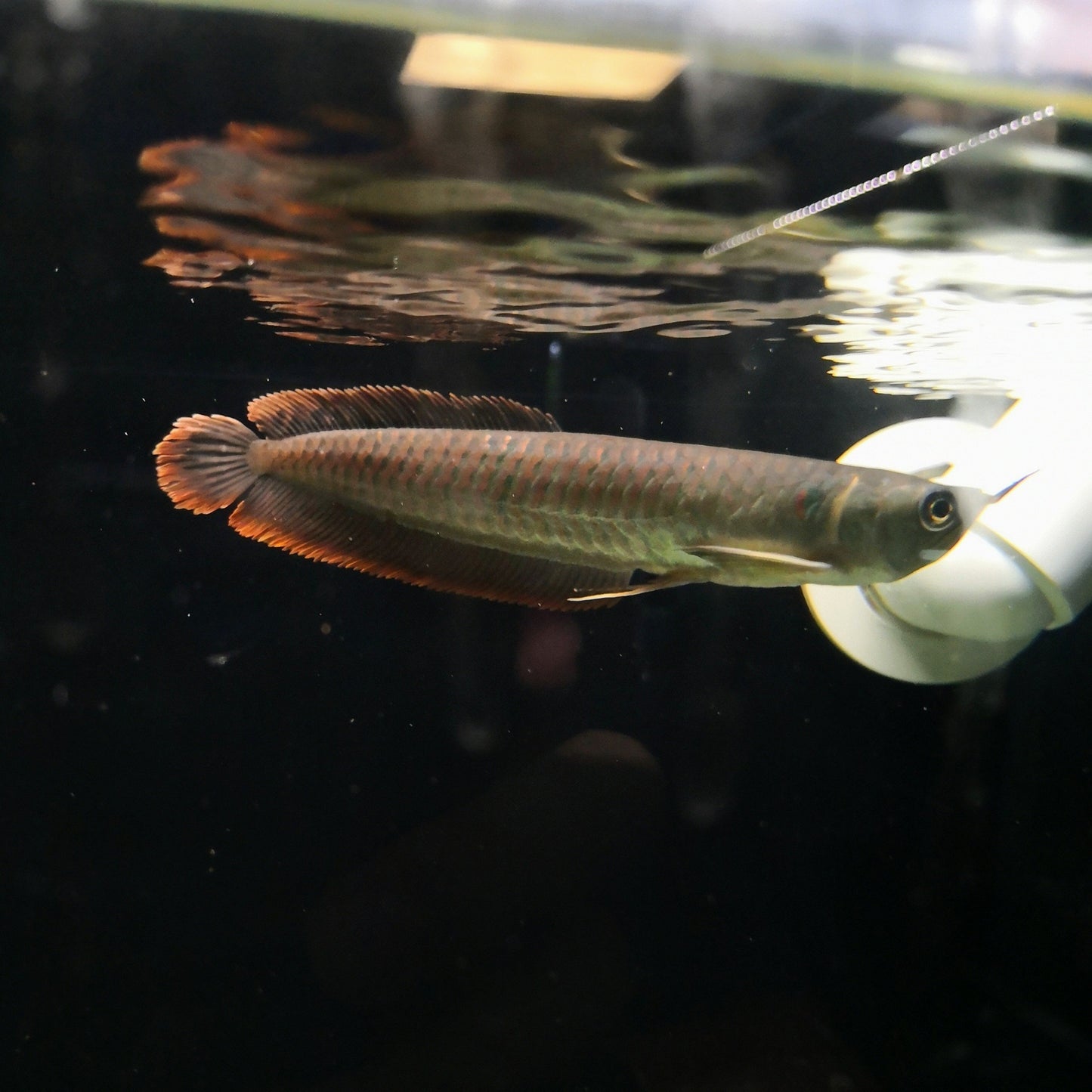 Silver Arowana