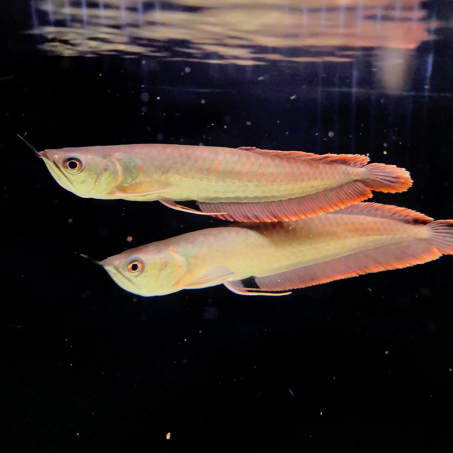 Silver Arowana