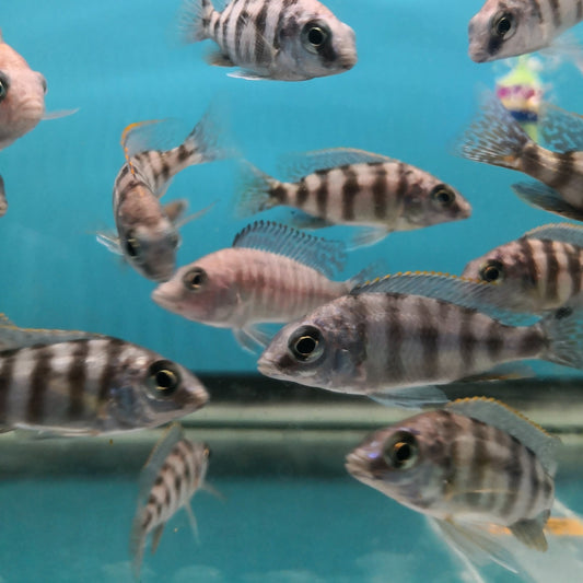 taiwanreefcichlid