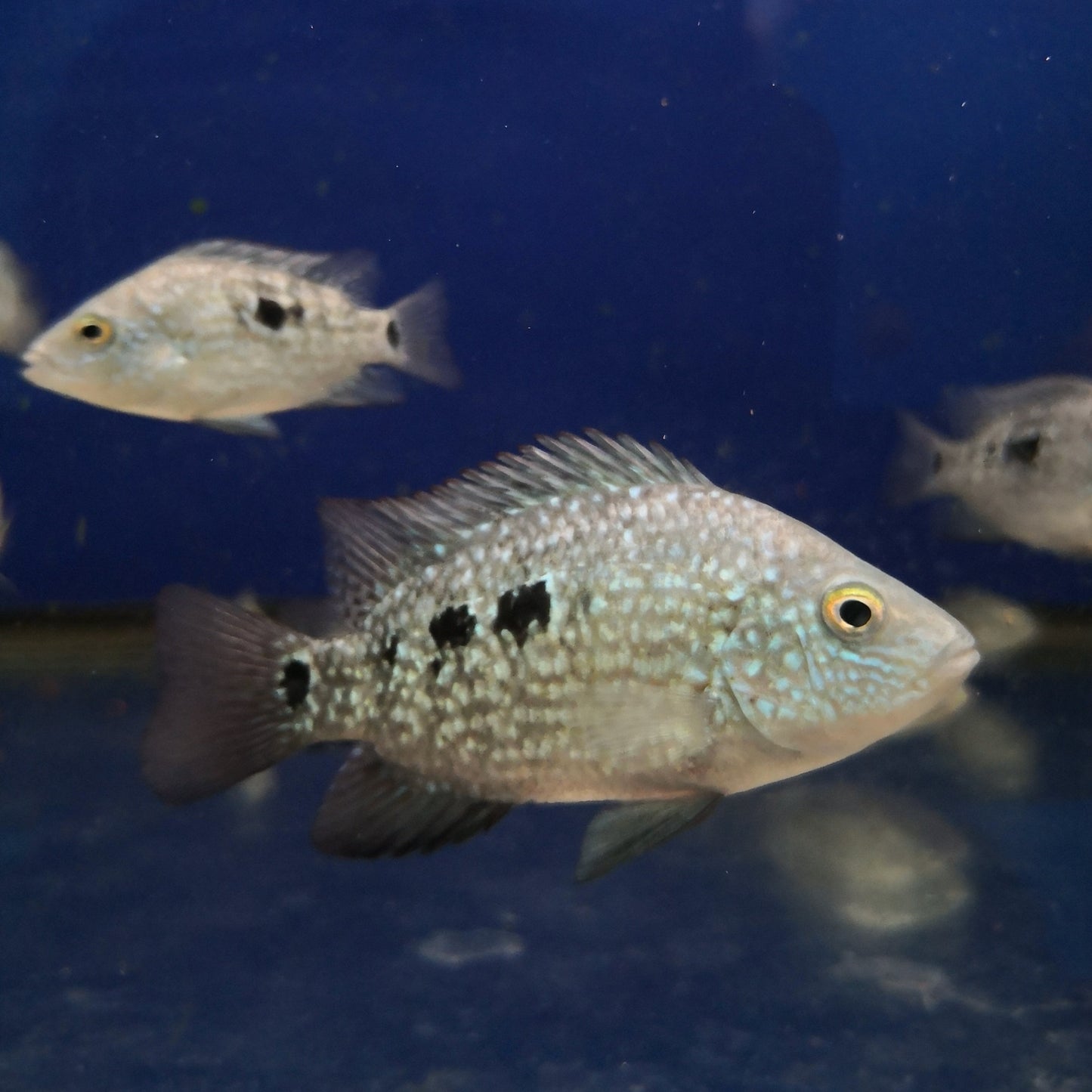 Texas Flowerhorn Cichlid