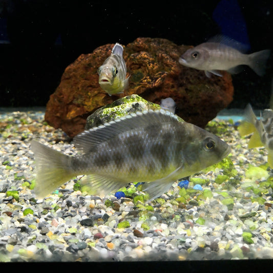 Venustus Cichlid