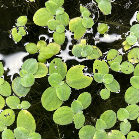 Water Lettuce Pistia Stratiotes