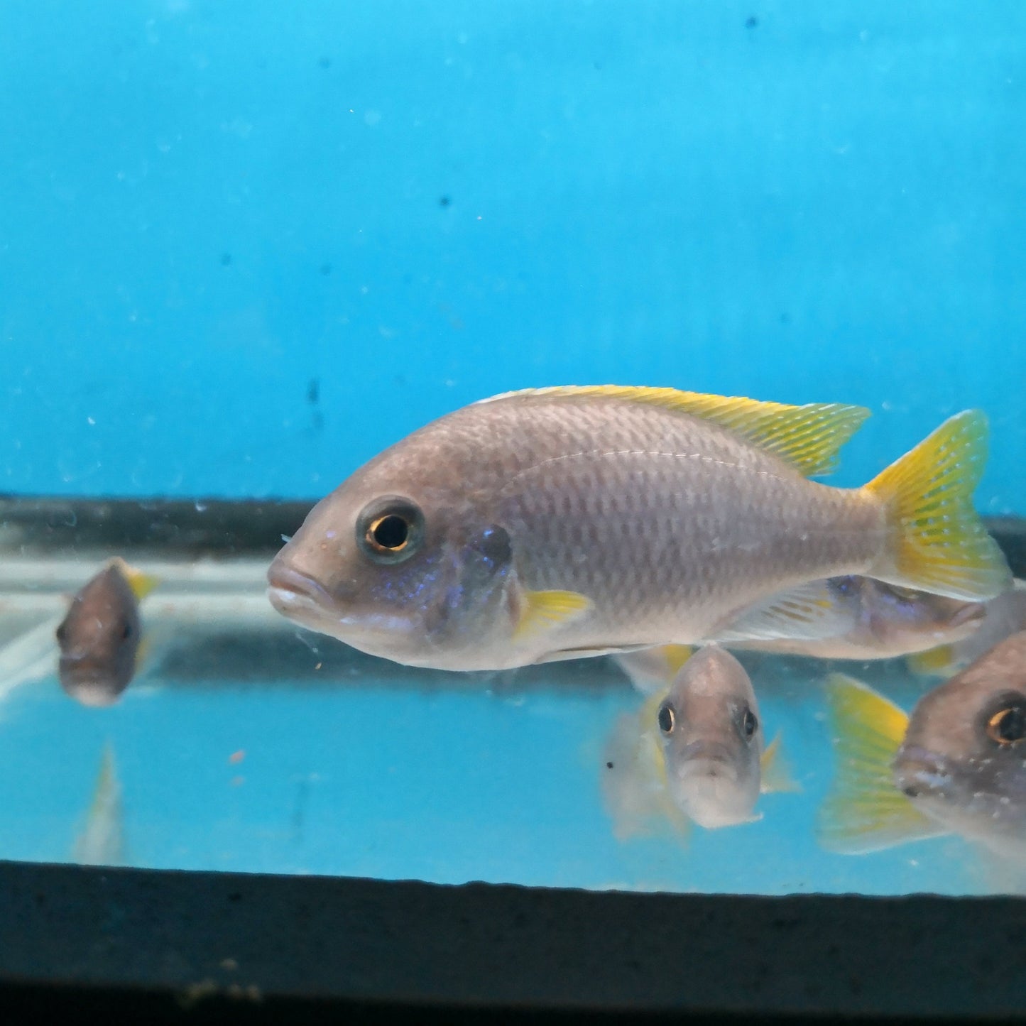 Yellow Fin Acei