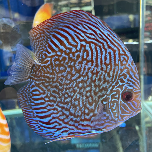 Red Turquoise Discus Large