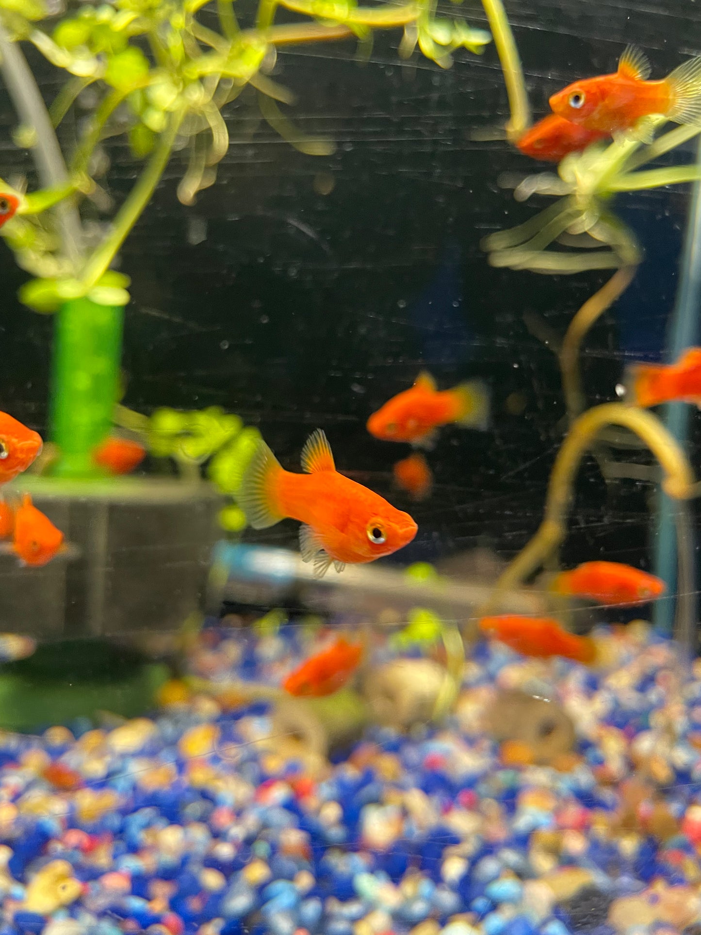 Red Platy