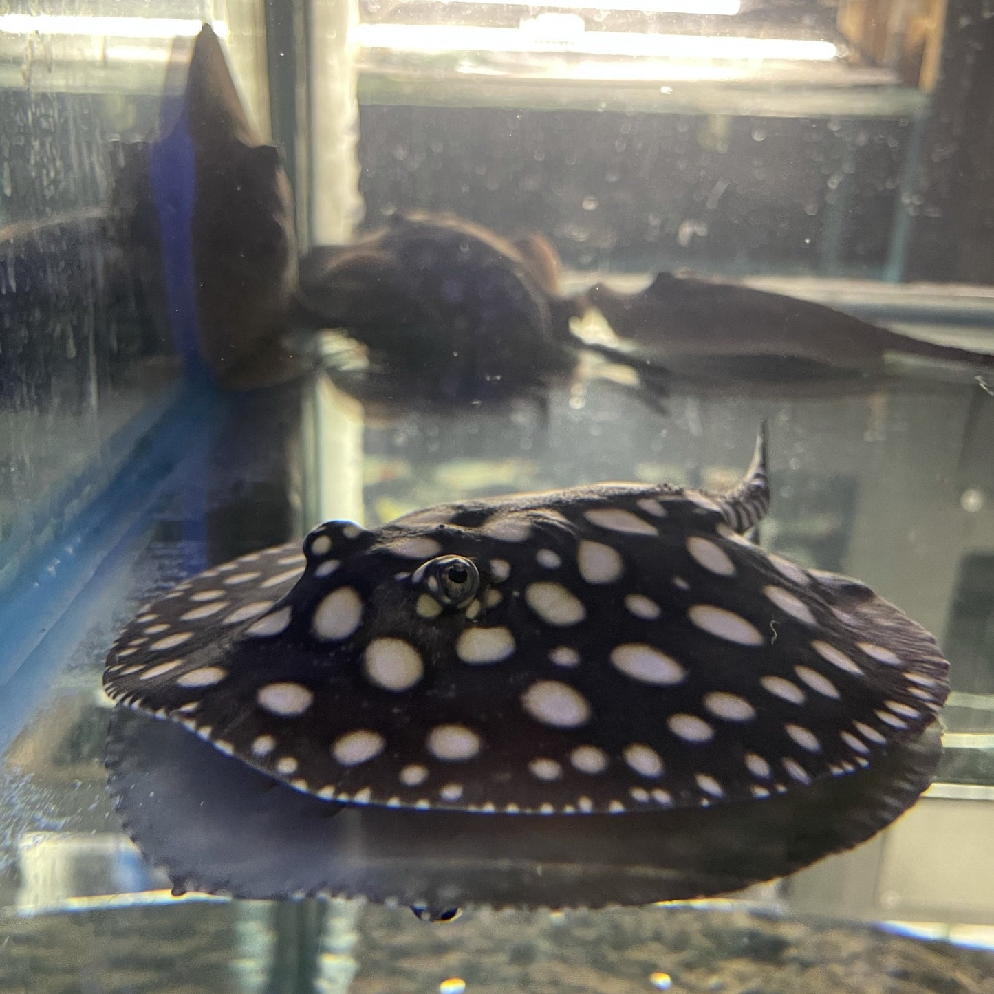 Big Spot Black Diamond Stingray Pair