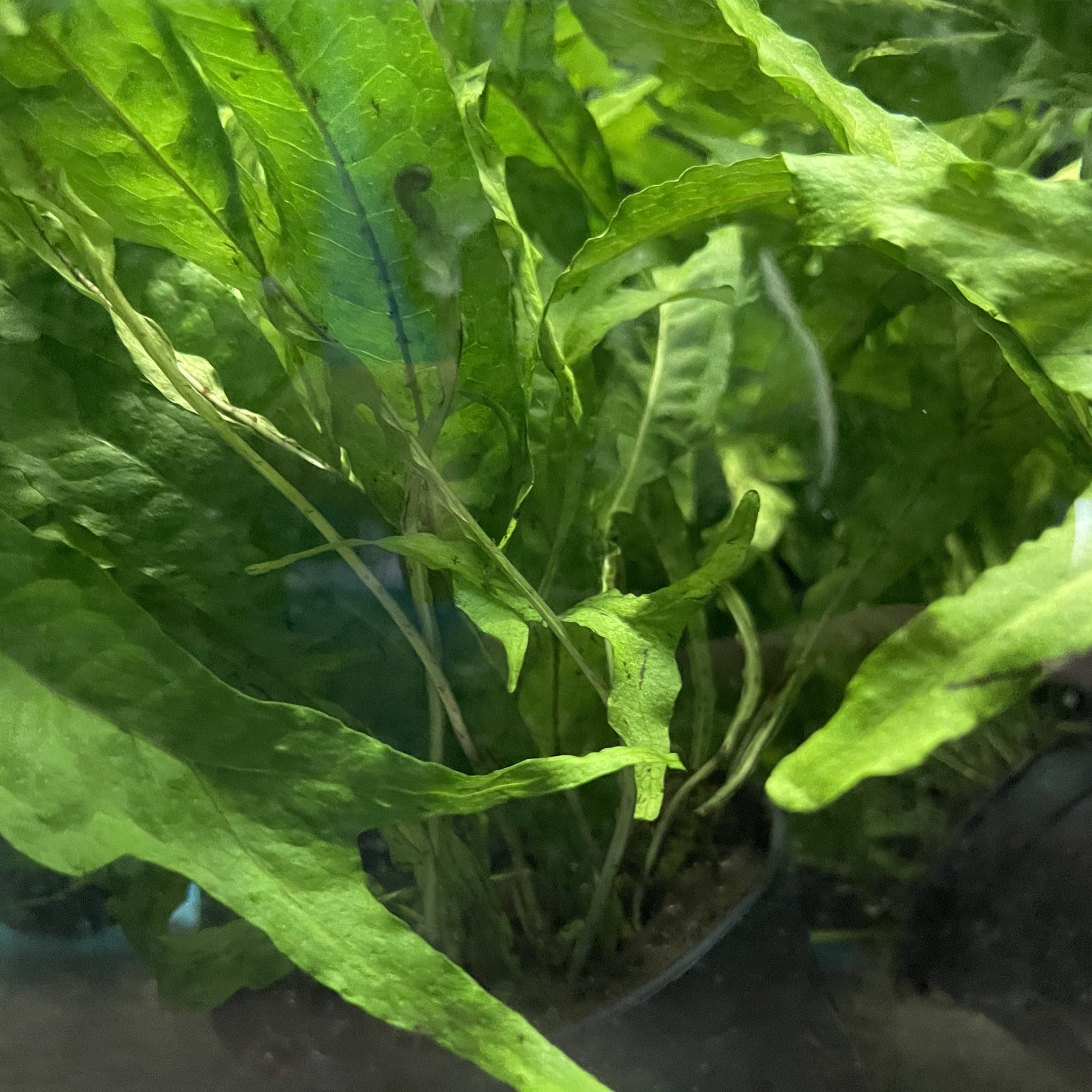 Thor's Hammer Java Fern β Mississauga Aquarium