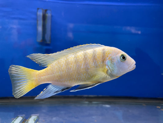 Kennyi Cichlid