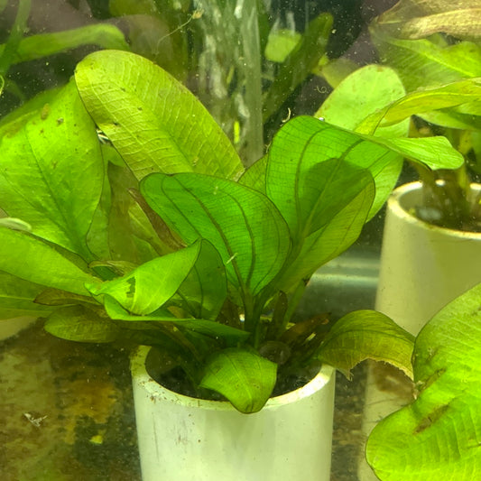Echinodorus fancy twist