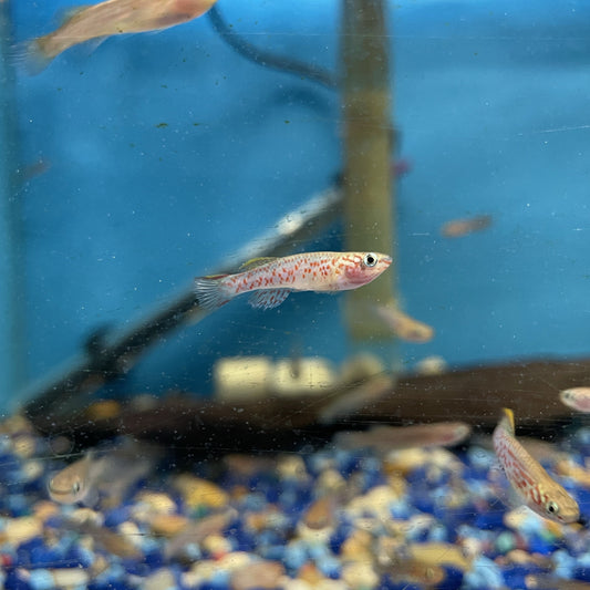 Gardneri Killifish