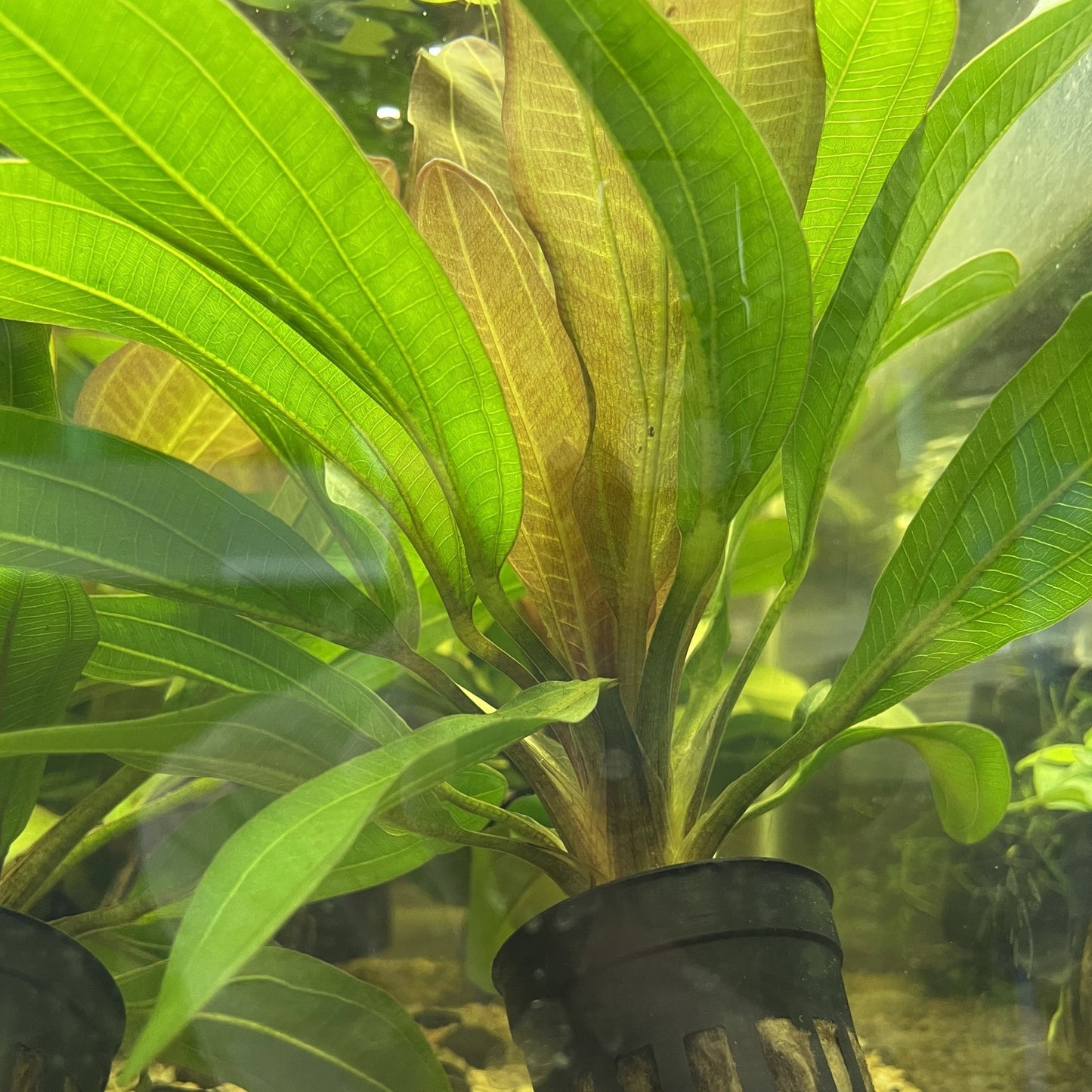 Red Rubin Aquatic Plant