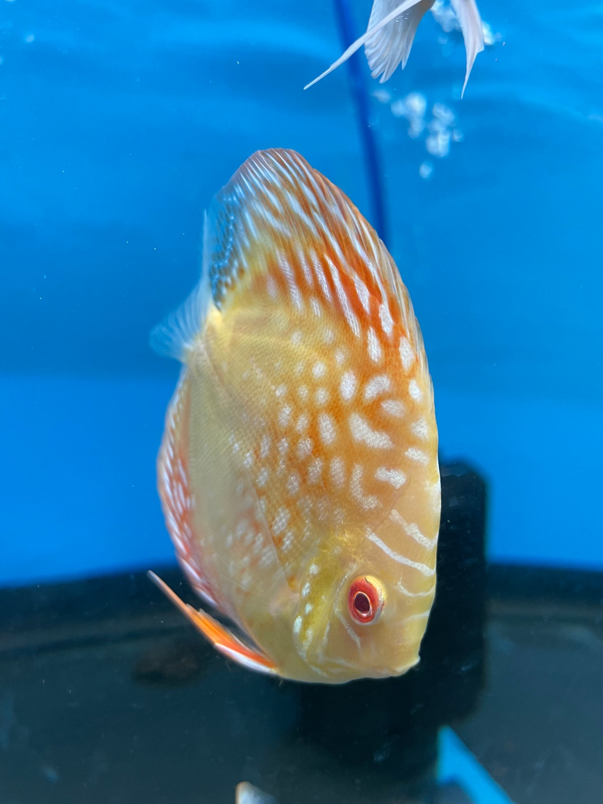 Red Panda Discus – Mississauga Aquarium