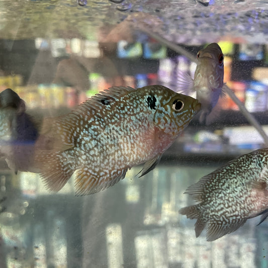 Baby Kamfa Flower Cichlid - Mississauga Aquarium