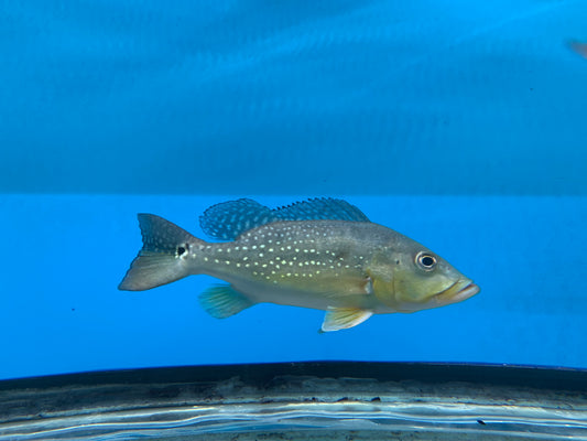 Xingu Peacock Bass