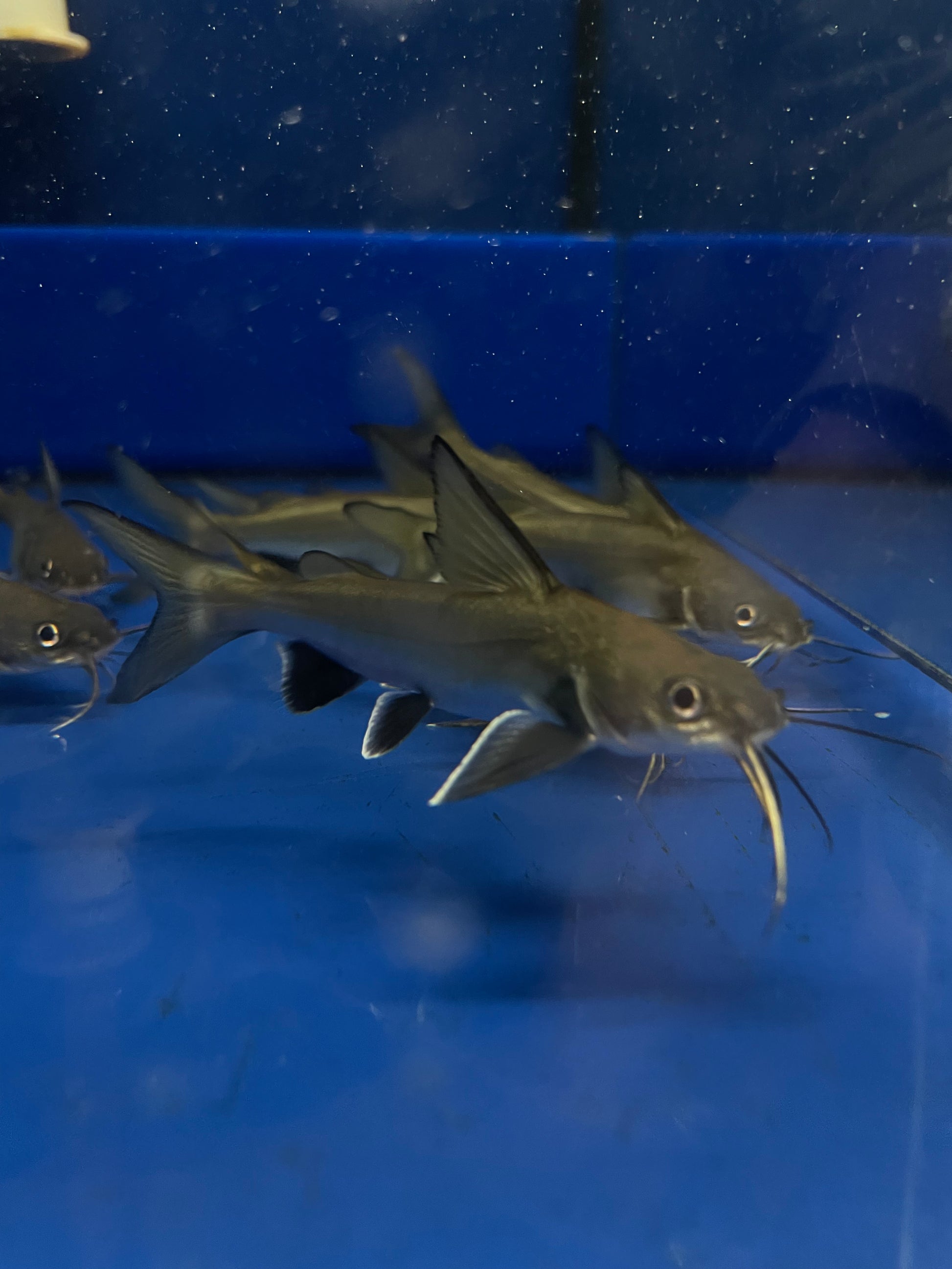 Colombian Shark Catfish – Mississauga Aquarium