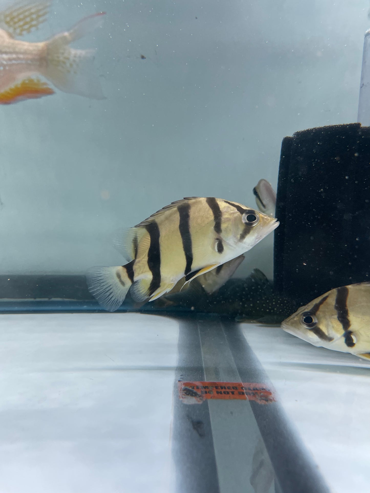 Northern Thailand Tiger Fish (Datnoid)