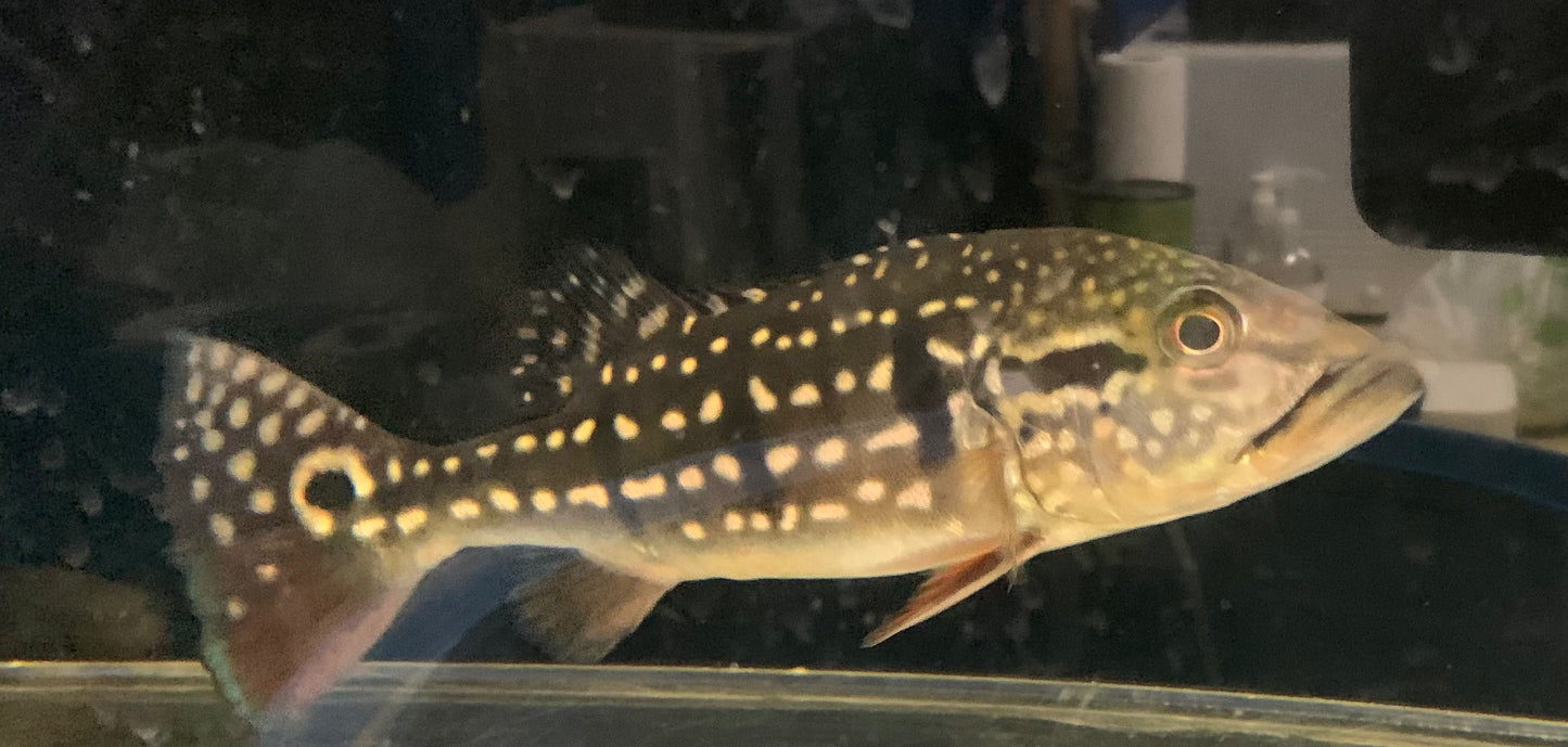 Temensis Peacock Bass