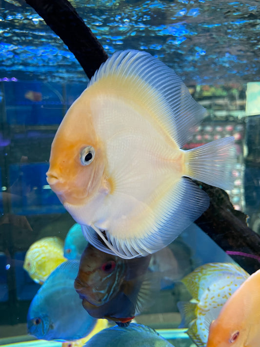 White diamond Discus