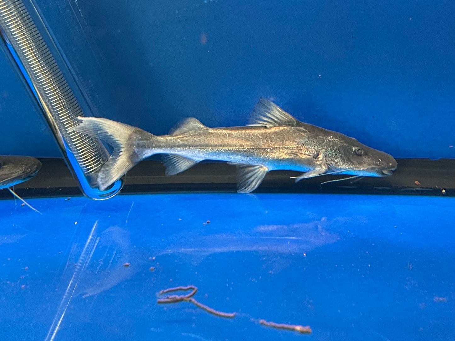 Dorado Catfish (Super Rare)