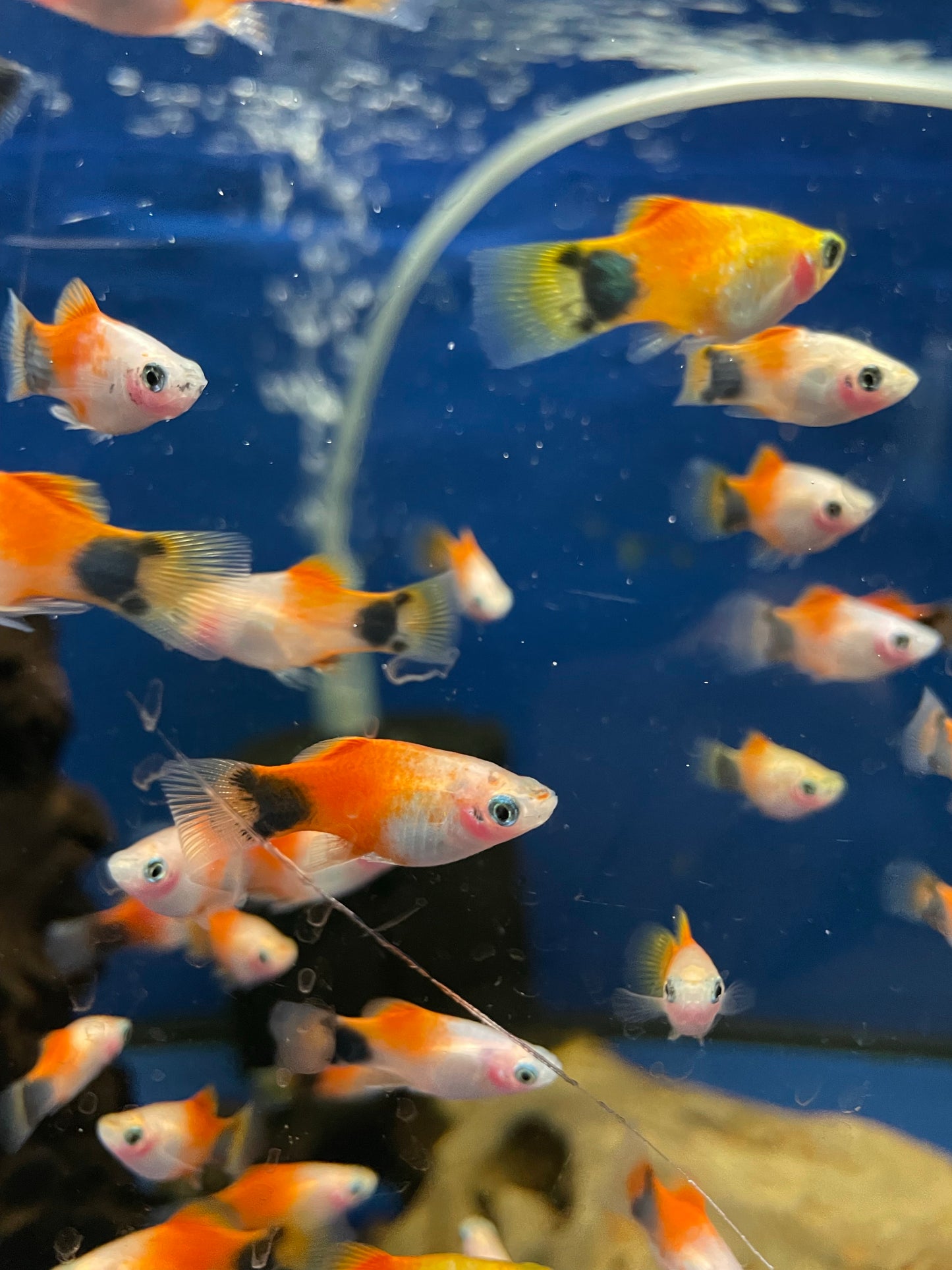 Tri-Colour Micky Platy