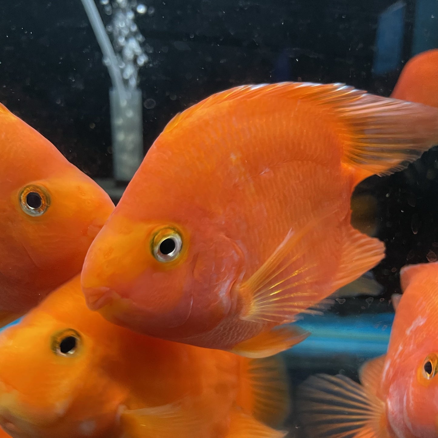 Round Body Parrot Cichlid