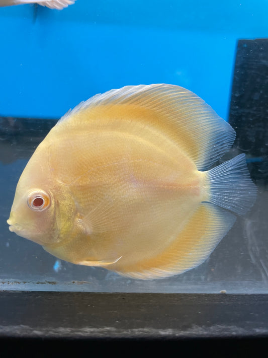 Albino Yellow Discus