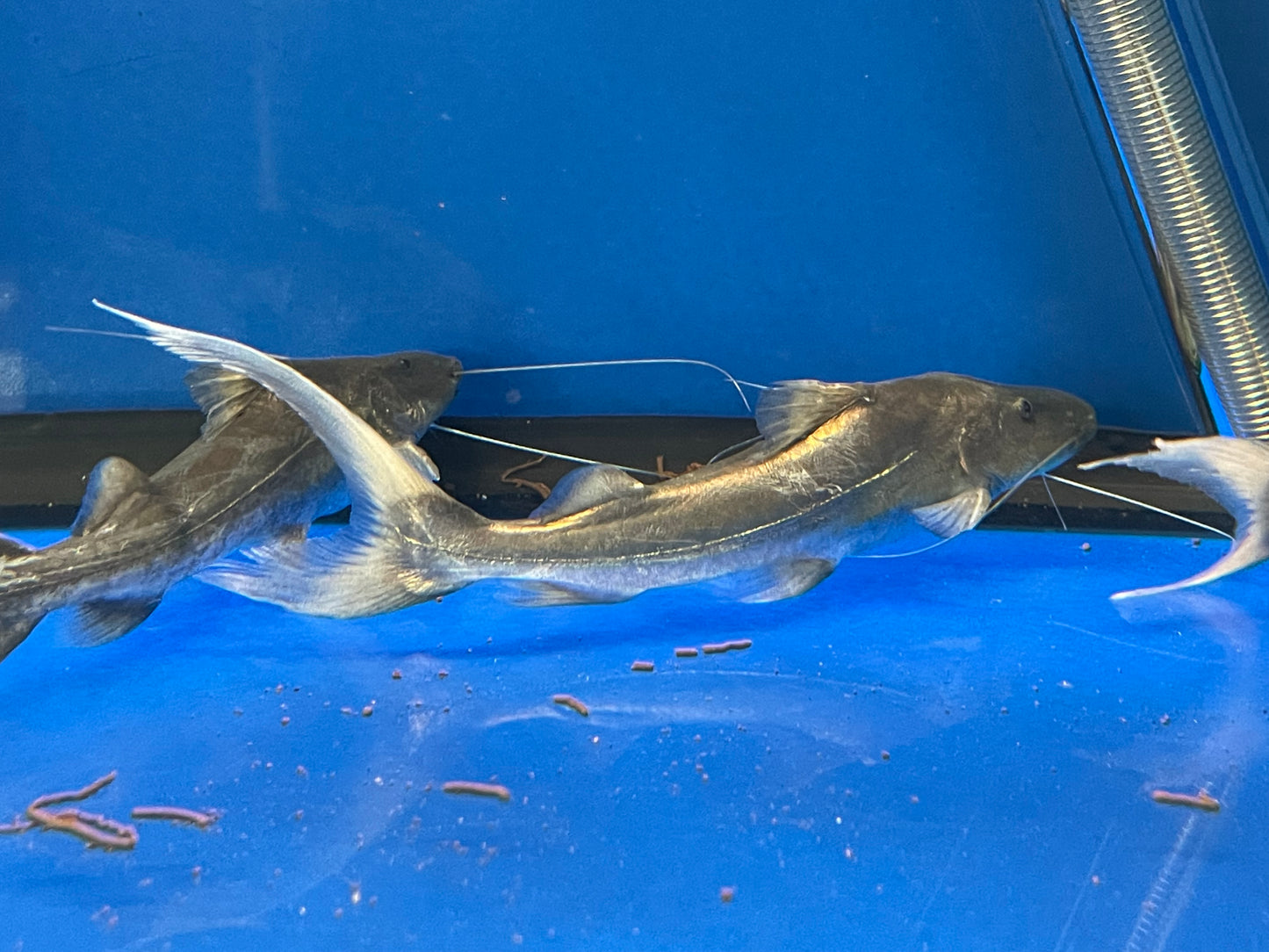 Dorado Catfish (Super Rare)