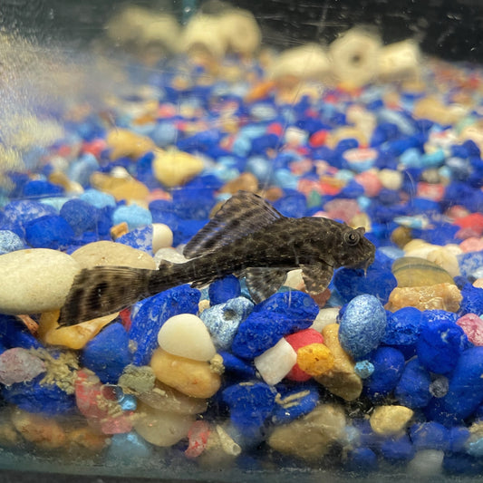 Pleco