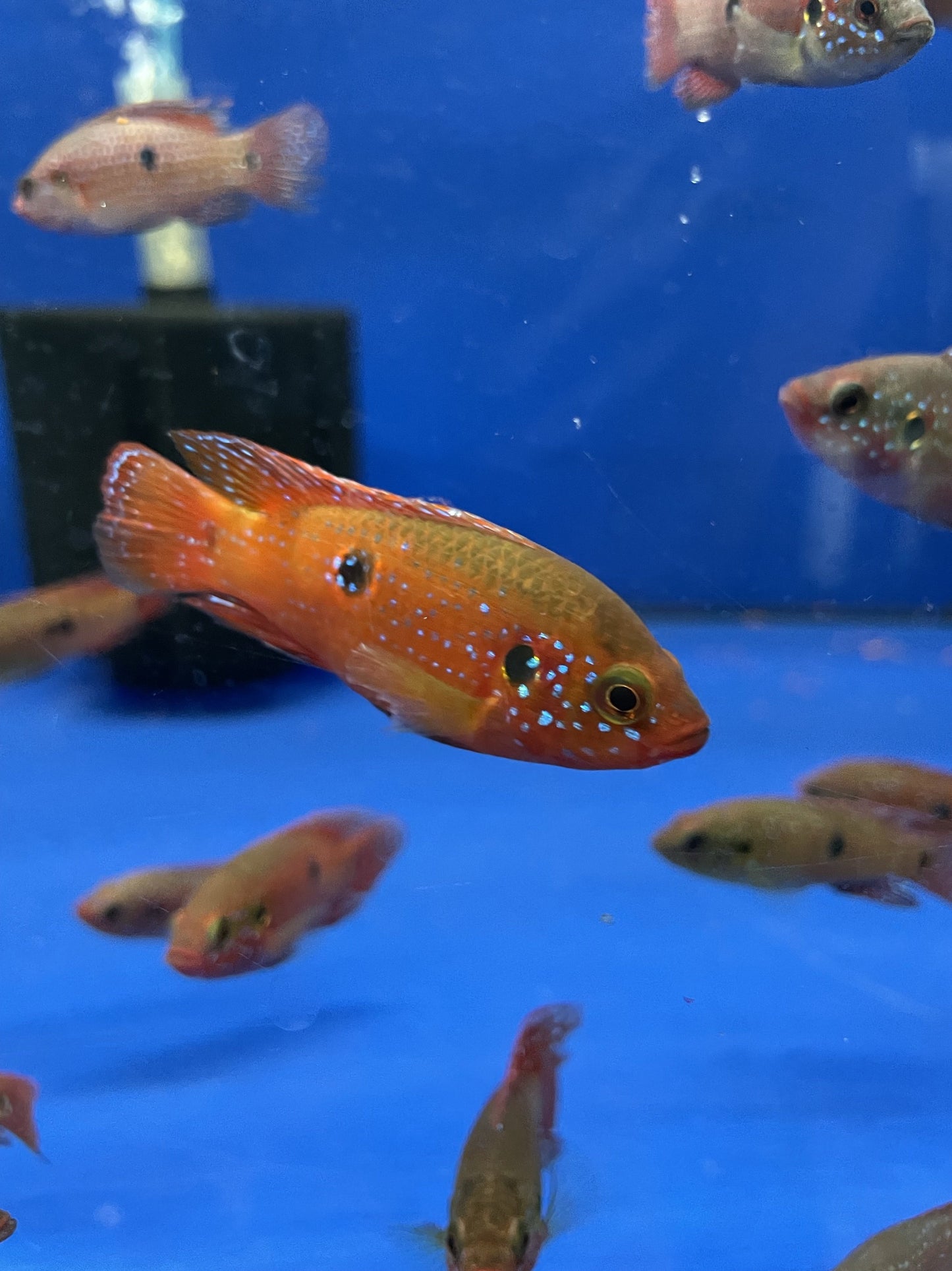 Blood Jewel Cichlid