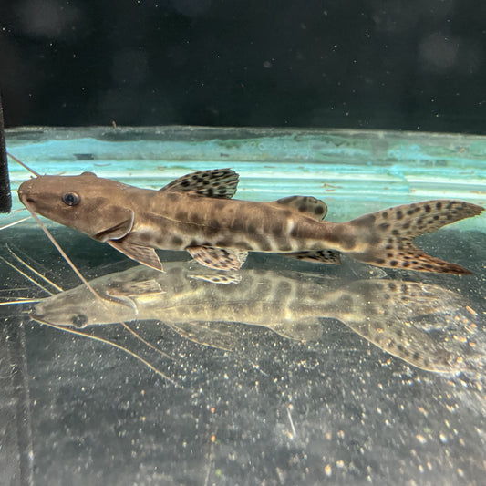 Tiger Shovelnose Catfish