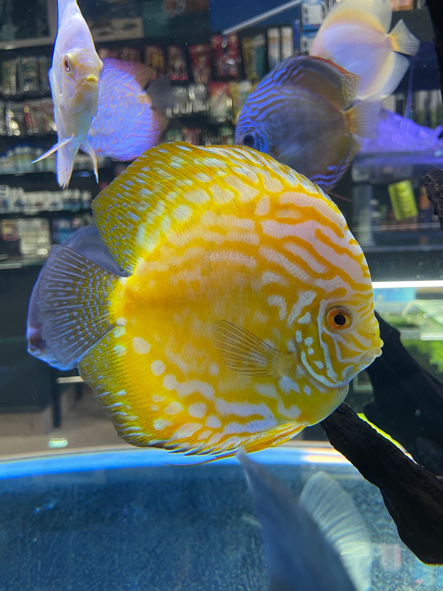 High Body Discus