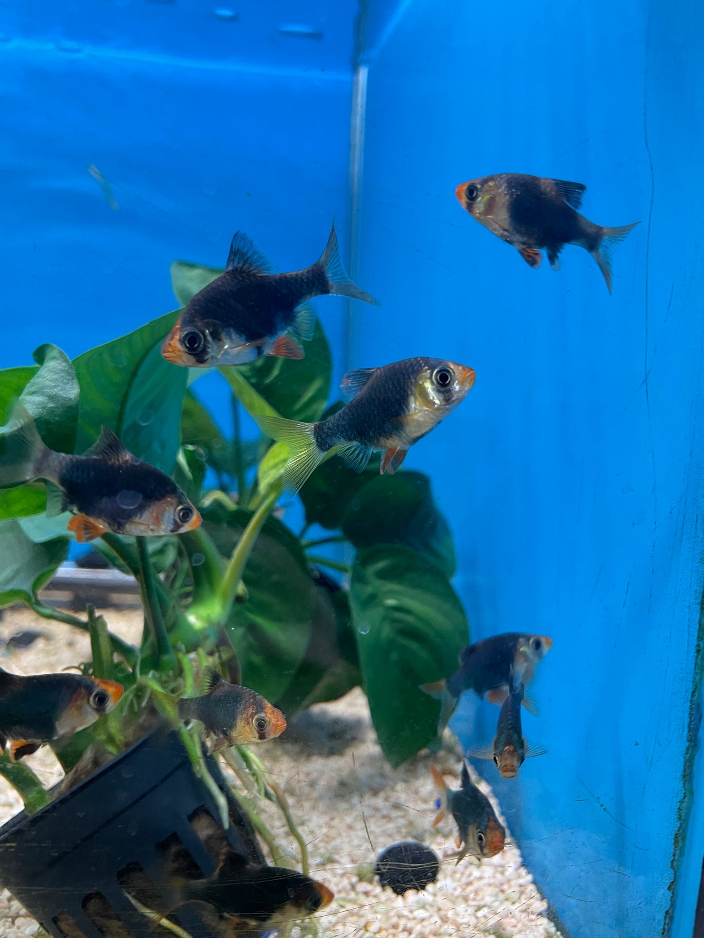 Tiger Barb
