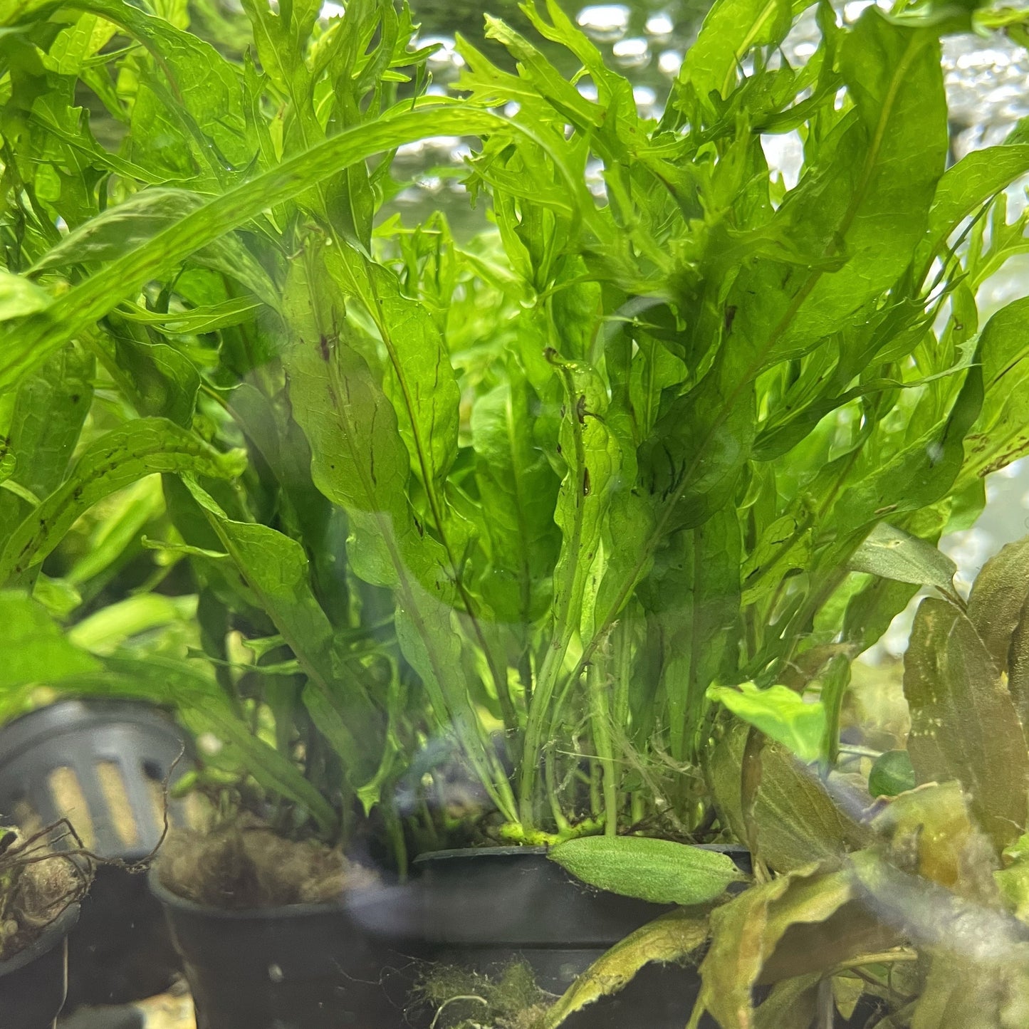 Java Fern Windelov