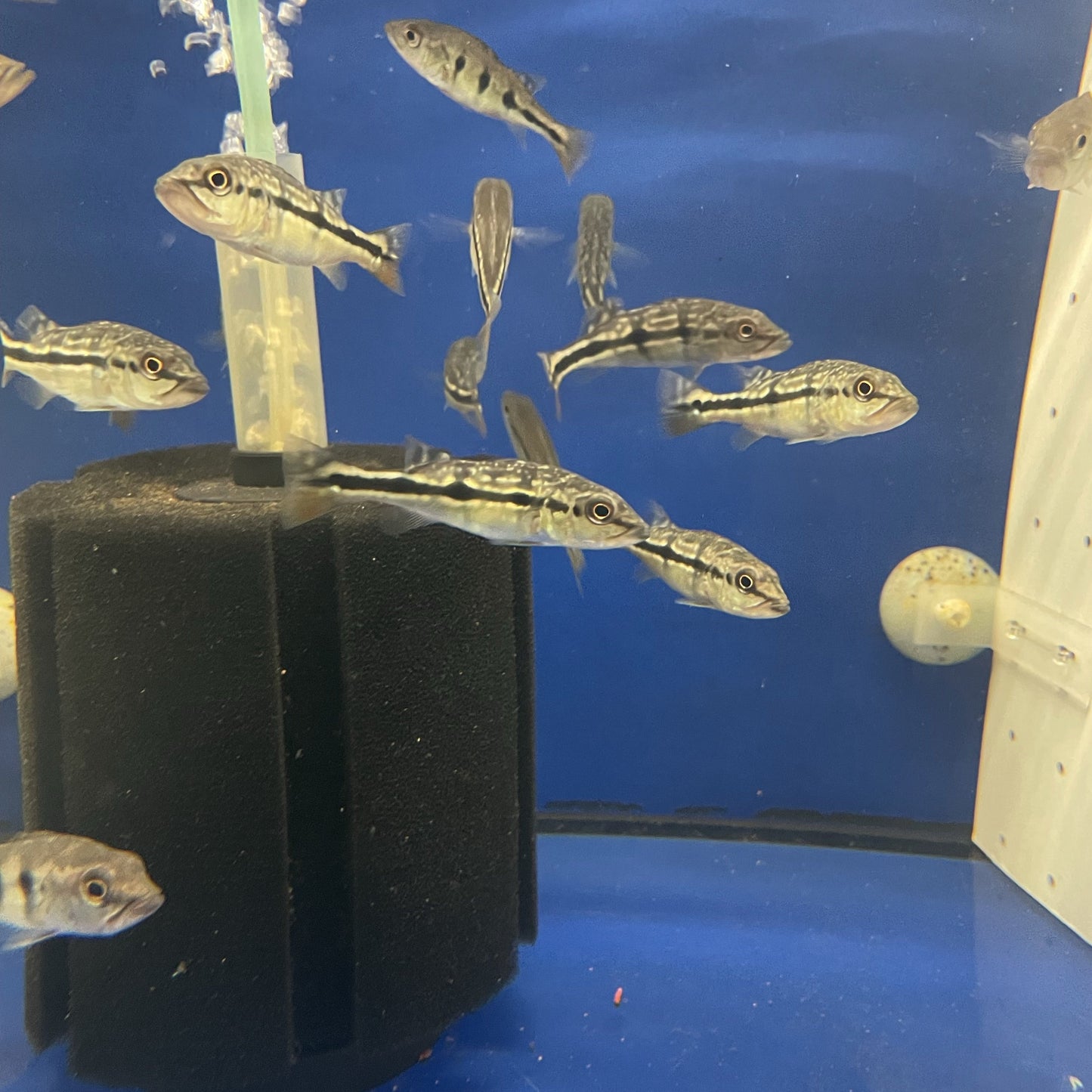 Pinima Peacock Bass