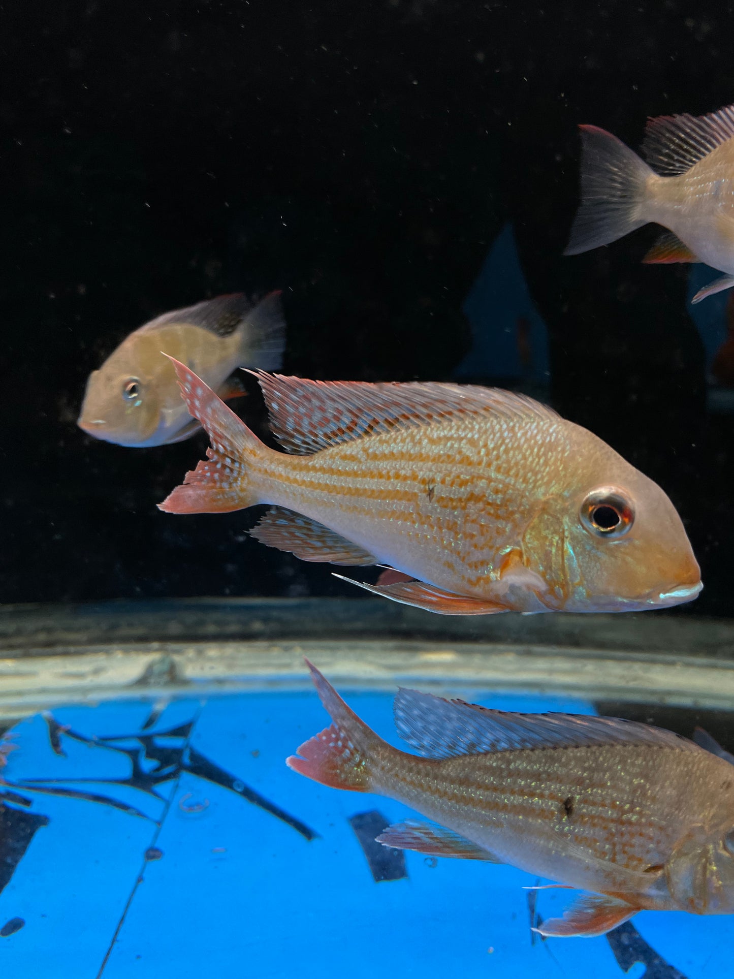 Geophagus Surinamensis Red-Striped Eartheater