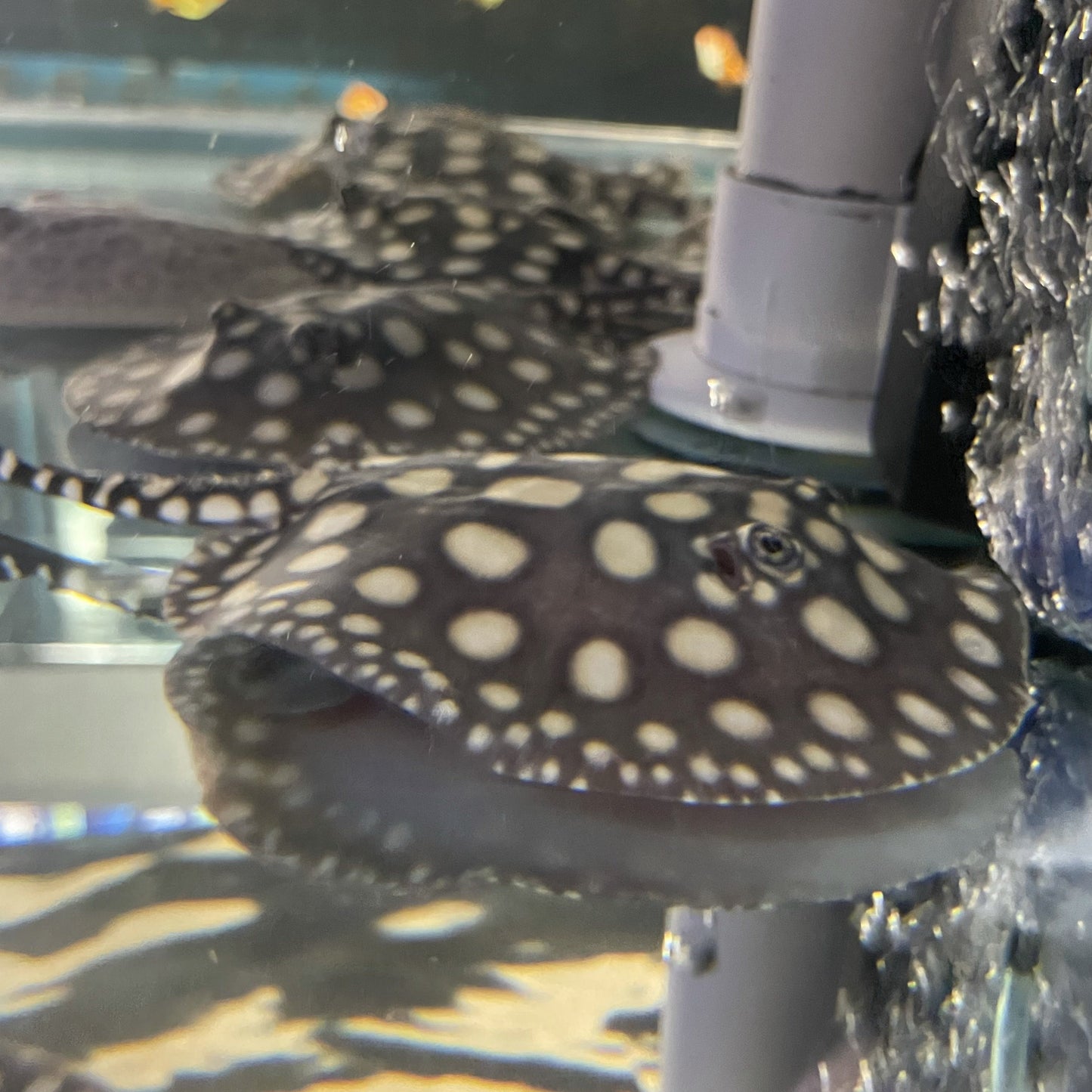 Big Spot Black Diamond Stingray Pair