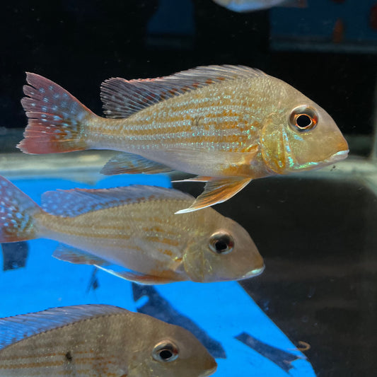 Geophagus Surinamensis Red-Striped Eartheater