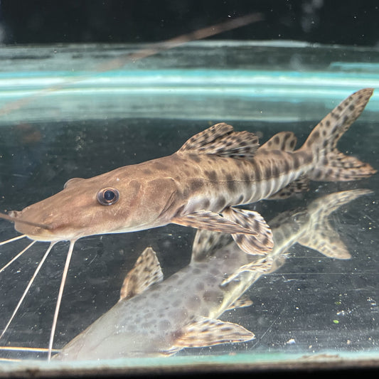 Butterfly Catfish - Shop Fish Online at Mississauga Aquarium