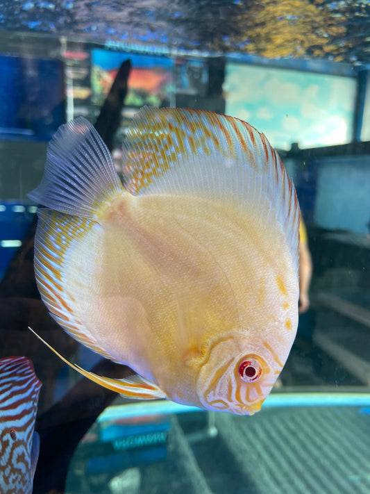 Medium Albino Yellow Discus