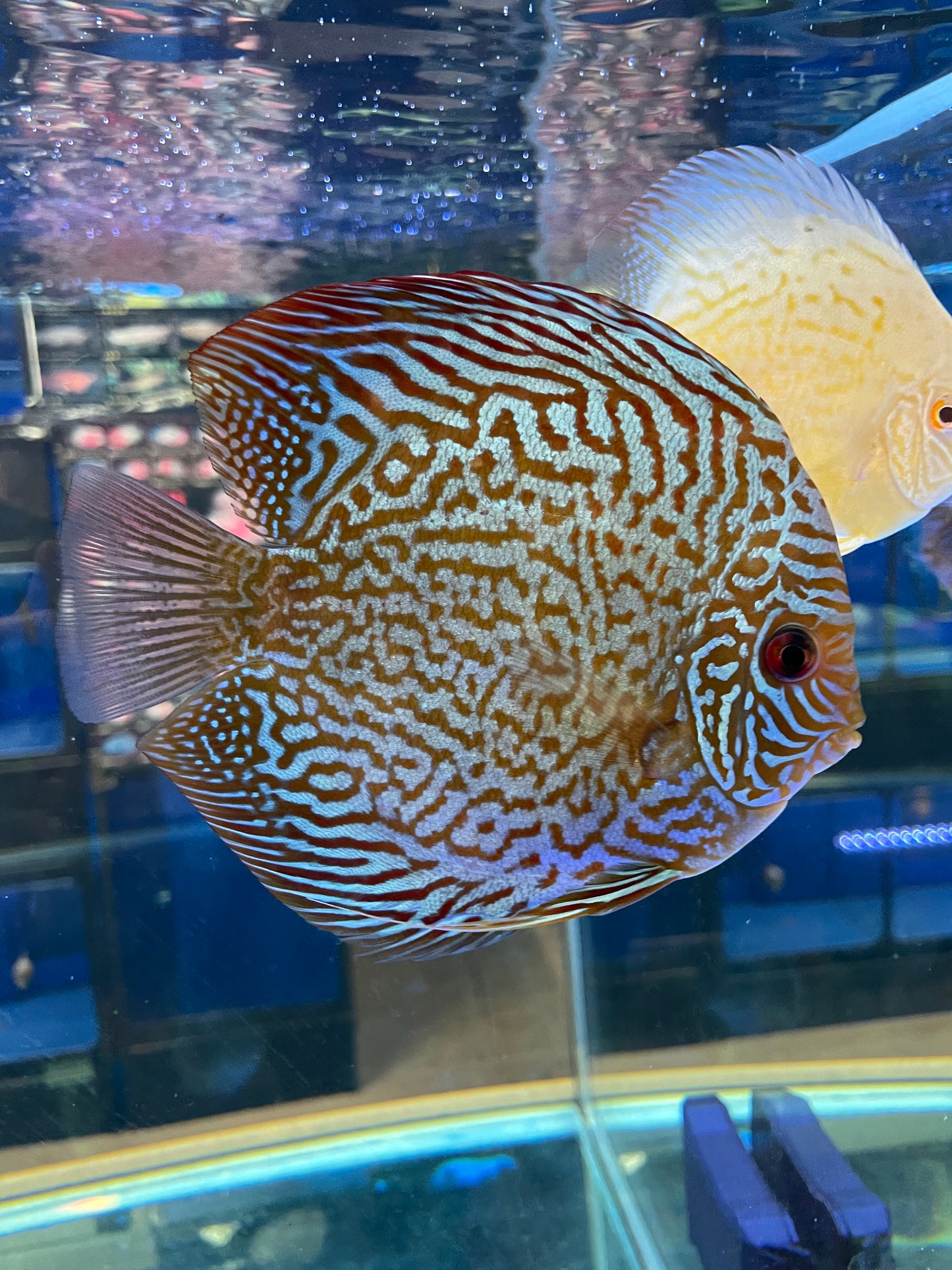 High Body Discus